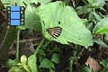 Scene_50e_Striped Lychaenidae on leaf